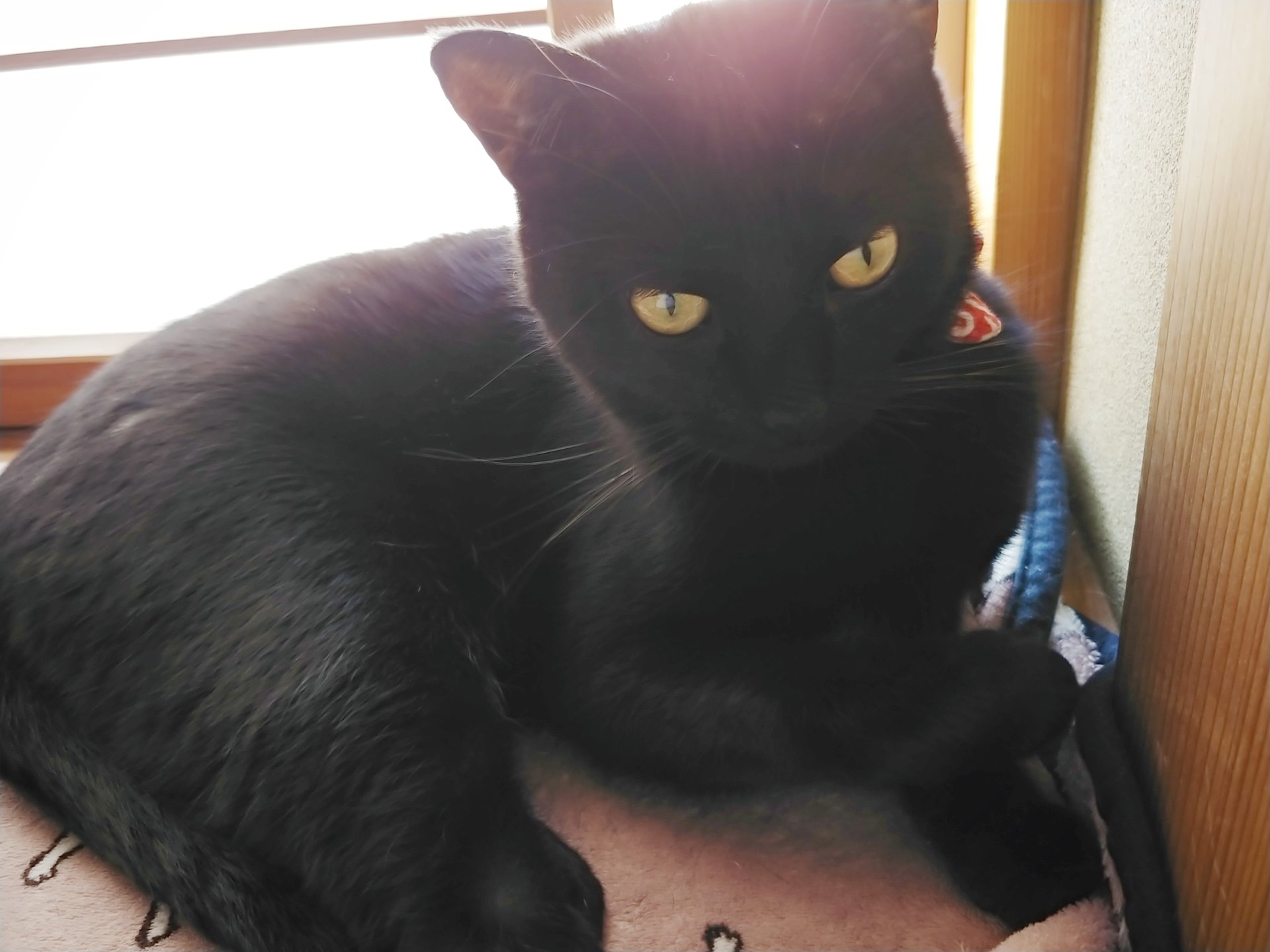 仔猫を拾ったので 959日目 なぜクロ 黒猫 は鳴き声が仔猫みたいなんだ まだ仔猫なのか と父からツッコミされていた黒猫 それでもやはり鳴き方がピャーとかピェエとかそんなのばかりだった為か 今日は遂に ピーちゃん 呼びに進化 退化 黒猫は 仔猫を拾ったので 959日目 なぜクロ 黒猫 は鳴き声が仔猫みたいなんだ まだ仔猫なのか と父からツッコミされていた黒猫 それでもやはり鳴き方がピャーとかピェエとかそんなのばかりだった為か 今日は遂に ピーちゃん 呼びに進化 退化 黒猫は