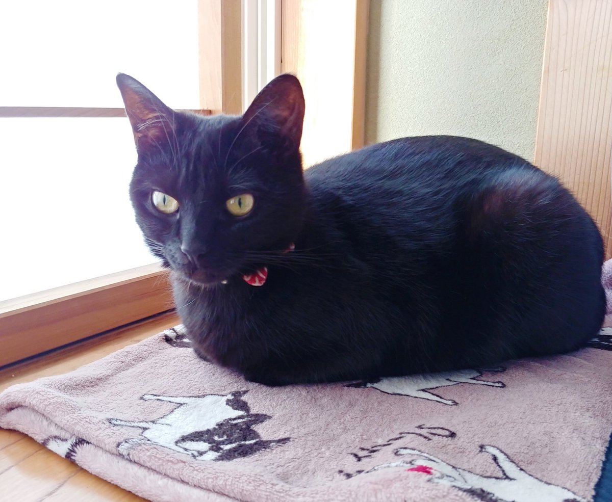 仔猫を拾ったので 959日目 なぜクロ 黒猫 は鳴き声が仔猫みたいなんだ まだ仔猫なのか と父からツッコミされていた黒猫 それでもやはり鳴き方がピャーとかピェエとかそんなのばかりだった為か 今日は遂に ピーちゃん 呼びに進化 退化 黒猫は 仔猫を拾ったので 959日目 なぜクロ 黒猫 は鳴き声が仔猫みたいなんだ まだ仔猫なのか と父からツッコミされていた黒猫 それでもやはり鳴き方がピャーとかピェエとかそんなのばかりだった為か 今日は遂に ピーちゃん 呼びに進化 退化 黒猫は