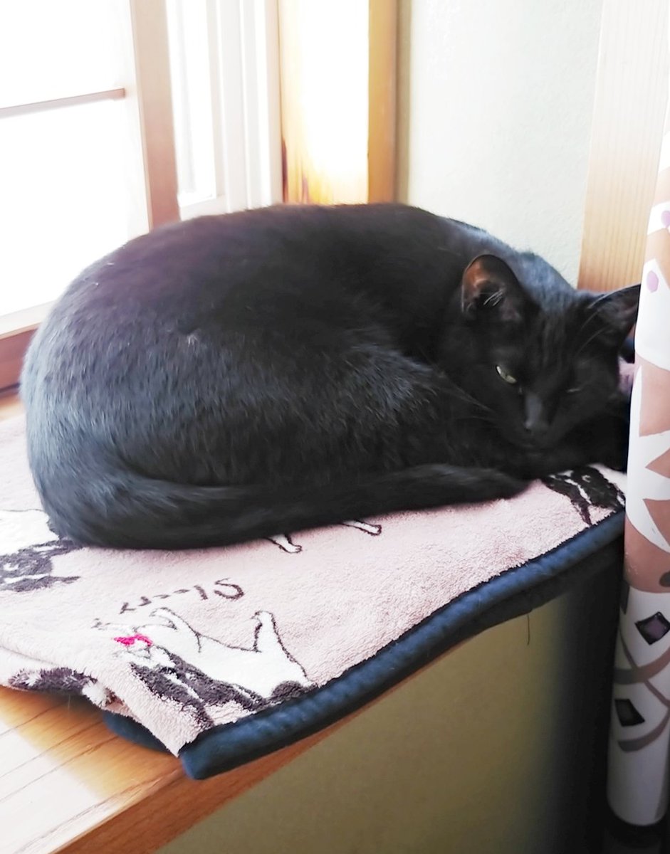 仔猫を拾ったので 959日目 なぜクロ 黒猫 は鳴き声が仔猫みたいなんだ まだ仔猫なのか と父からツッコミされていた黒猫 それでもやはり鳴き方がピャーとかピェエとかそんなのばかりだった為か 今日は遂に ピーちゃん 呼びに進化 退化 黒猫は 仔猫を拾ったので 959日目 なぜクロ 黒猫 は鳴き声が仔猫みたいなんだ まだ仔猫なのか と父からツッコミされていた黒猫 それでもやはり鳴き方がピャーとかピェエとかそんなのばかりだった為か 今日は遂に ピーちゃん 呼びに進化 退化 黒猫は