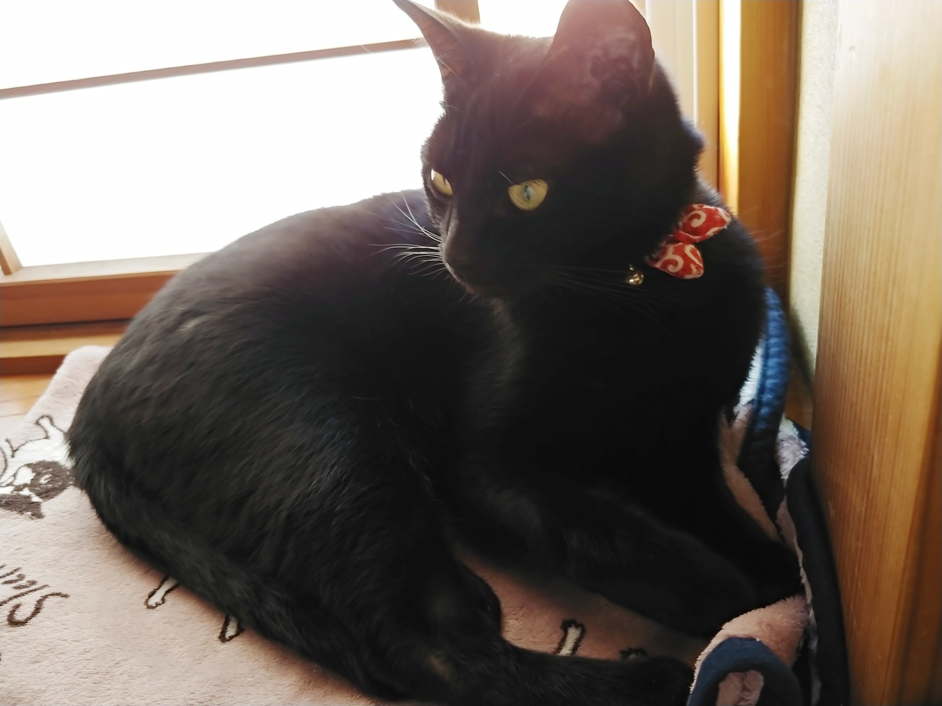 仔猫を拾ったので 959日目 なぜクロ 黒猫 は鳴き声が仔猫みたいなんだ まだ仔猫なのか と父からツッコミされていた黒猫 それでもやはり鳴き方がピャーとかピェエとかそんなのばかりだった為か 今日は遂に ピーちゃん 呼びに進化 退化 黒猫は 仔猫を拾ったので 959日目 なぜクロ 黒猫 は鳴き声が仔猫みたいなんだ まだ仔猫なのか と父からツッコミされていた黒猫 それでもやはり鳴き方がピャーとかピェエとかそんなのばかりだった為か 今日は遂に ピーちゃん 呼びに進化 退化 黒猫は