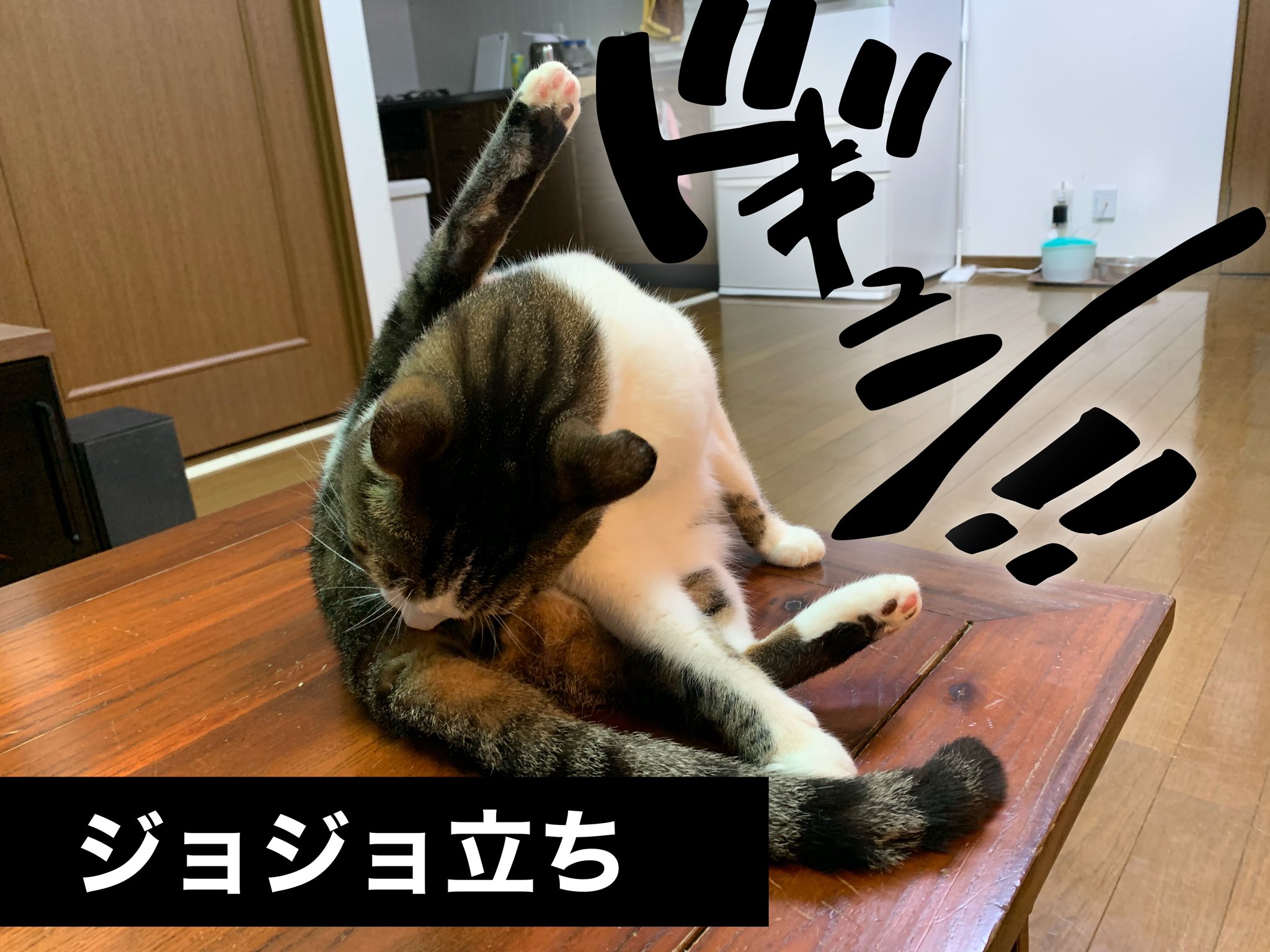Umiちゃんねる 盛ってみた 猫 猫好きさんと繋がりたい 猫のいる暮らし 猫写真 ジョジョ立ち ジョジョ立ち風 ジョジョ T Co Hpki43lgpv Twitter