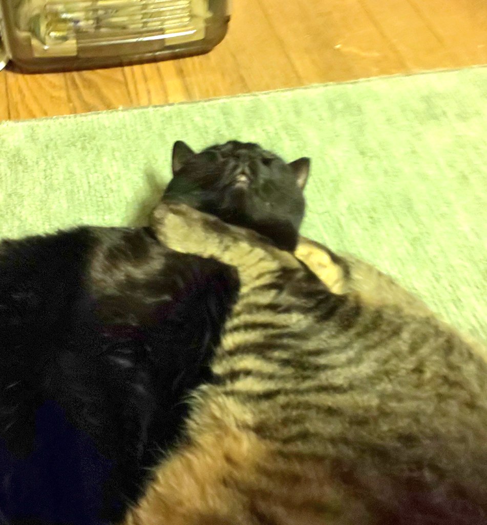 仔猫を拾ったので 959日目 なぜクロ 黒猫 は鳴き声が仔猫みたいなんだ まだ仔猫なのか と父からツッコミされていた黒猫 それでもやはり鳴き方がﾋﾟｬｰとかﾋﾟｪｴとかそんなのばかりだった為か 今日は遂に ピーちゃん 呼びに進化 退化 黒猫は
