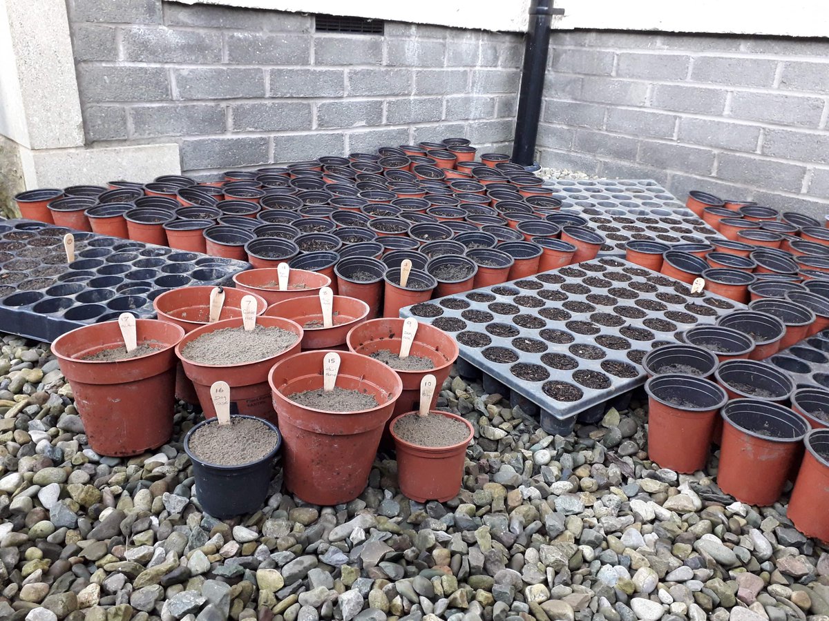 RibbleTrust's tweet photo. What’s in all the pots? Tree seeds. ~7000 of them!

Collected locally from native trees. Sown in second-hand pots. Watered only by rainwater

To create new woodlands across the Ribble catchment, for the  benefit of people, wildlife &amp; environment

#NationalTreeWeek #treeweek2020 https://t.co/XDrcfIVrTa