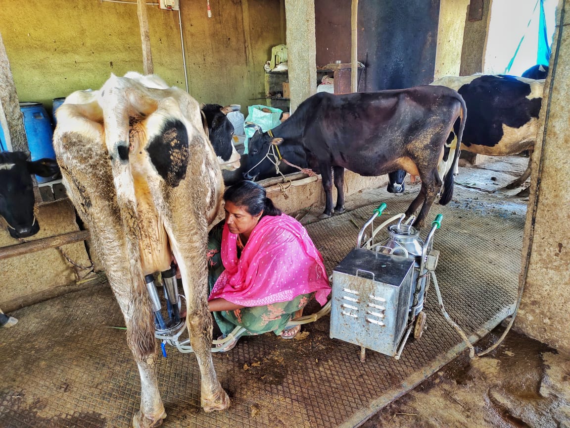 Suvarnalatha, was finding it difficult to milk the cows as she had to milk 60 to 50 liters per day. It also used to be physically strenuous and painful. She opted for SELCO's solar powered milking machine.