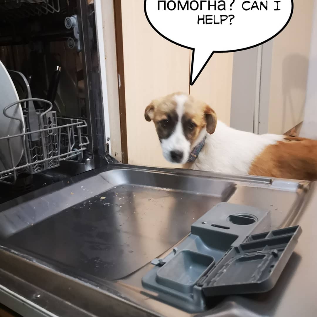 daisydogdiary's tweet photo. We found this little skinny stray boy dumped by the road. Of course my Dad picked him up... He has been treated and has been 'cat scanned' ... He got comfortable very quickly poor baby. We are looking for a forever home... 😁
#dumpedpuppy
#rescued puppy https://t.co/c5l2g0nkLG