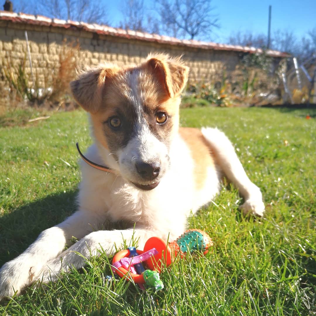 daisydogdiary's tweet photo. We found this little skinny stray boy dumped by the road. Of course my Dad picked him up... He has been treated and has been 'cat scanned' ... He got comfortable very quickly poor baby. We are looking for a forever home... 😁
#dumpedpuppy
#rescued puppy https://t.co/c5l2g0nkLG