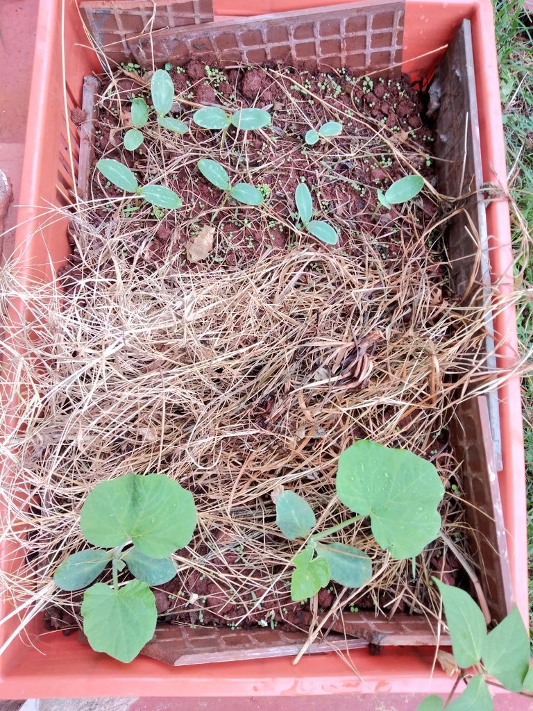 Step by step.Pumpkin growth from seed.  #cratefarming