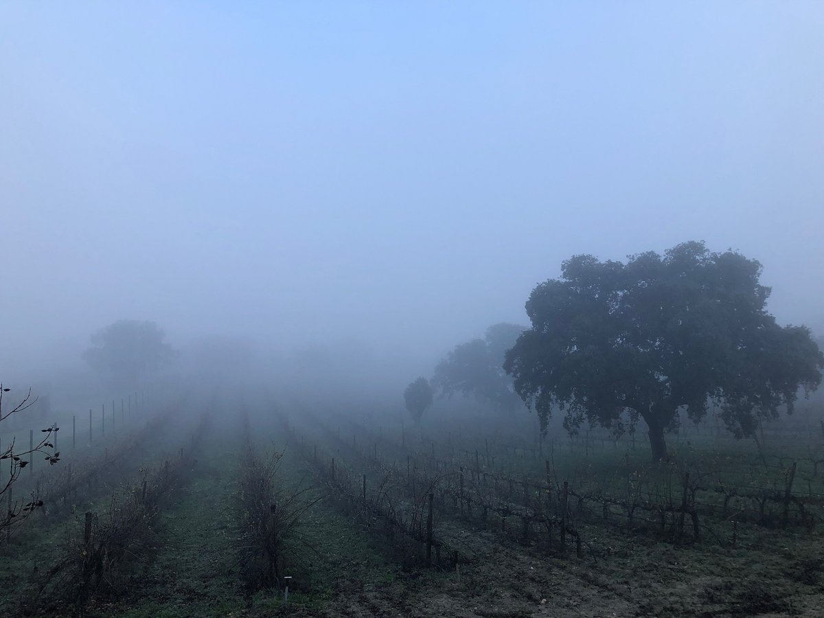 BodegasCartema's tweet photo. En las mañanas más frías del final del 🍂otoño🍂 a nuestro viñedo le gusta esconderse entre la niebla. #bodegas #finaldeotoño #naturaleza #Toledo #dehesa https://t.co/c01baduoOq