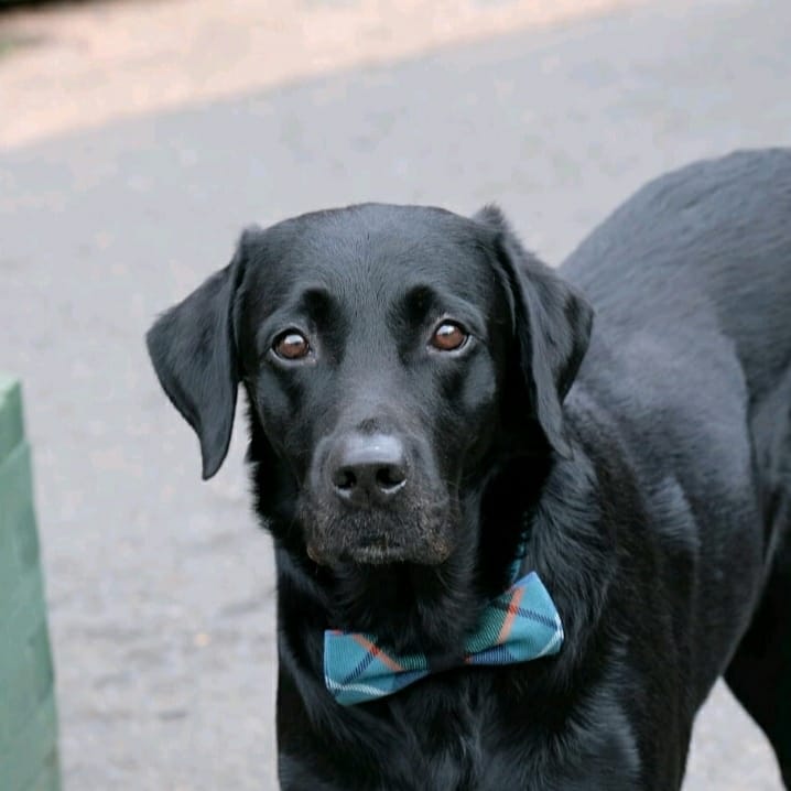 big_titch86's tweet photo. 2 years have passed since I lost the best friend a man could ask for. I miss him now, more than ever 😔

❤❤ ANGUS ❤❤

#mansbestfriend #blacklabs #foreverinmyheart #imissyou https://t.co/t3KohB5Htw