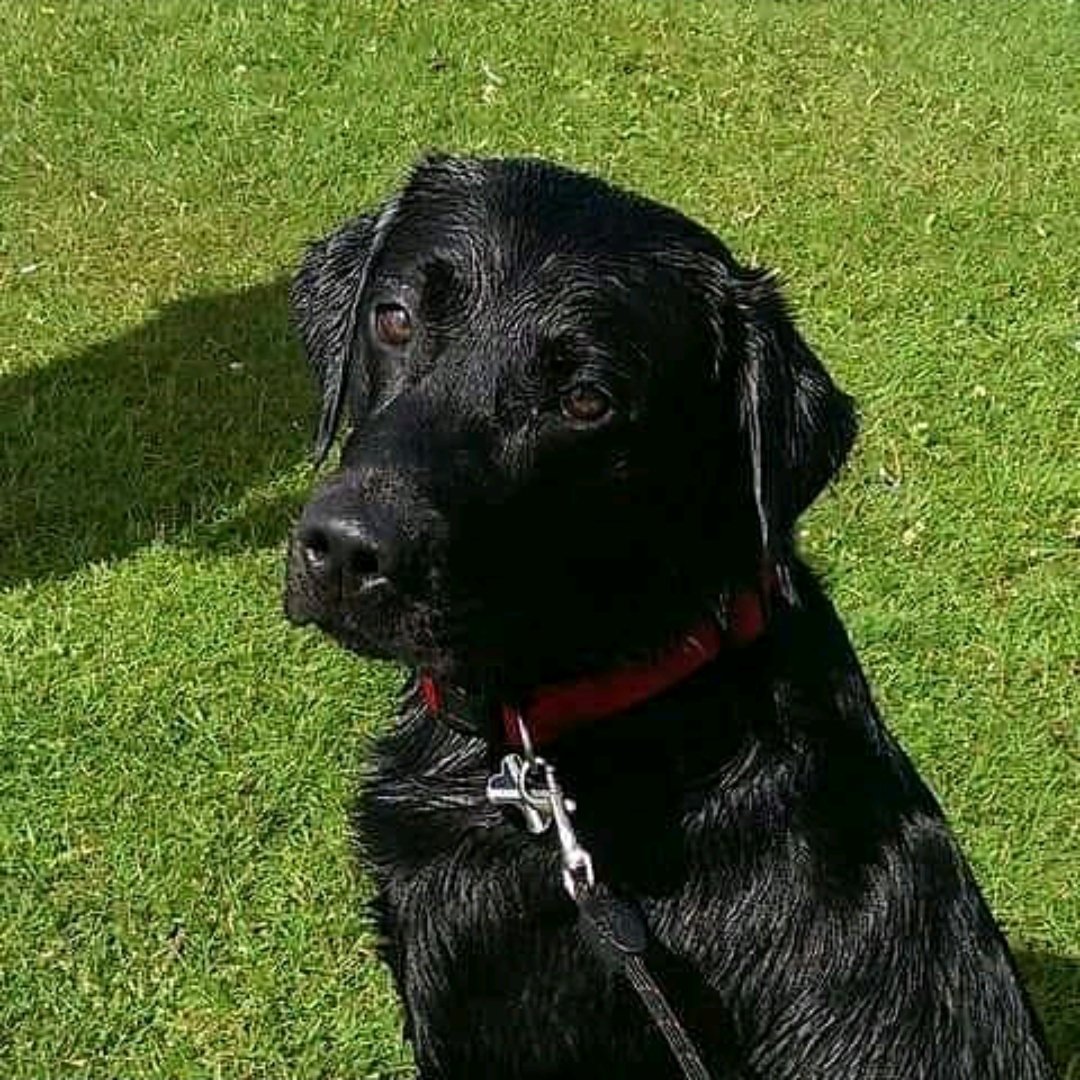 big_titch86's tweet photo. 2 years have passed since I lost the best friend a man could ask for. I miss him now, more than ever 😔

❤❤ ANGUS ❤❤

#mansbestfriend #blacklabs #foreverinmyheart #imissyou https://t.co/t3KohB5Htw