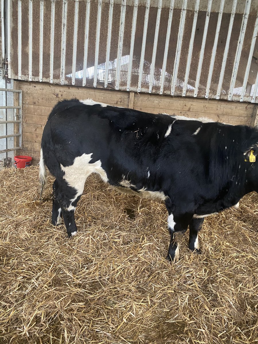 will__whiting's tweet image. 2 pedigree British blue heifers purchased from a top herd. #newadventure