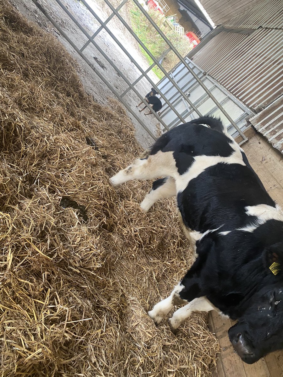 2 pedigree British blue heifers purchased from a top herd. #newadventure