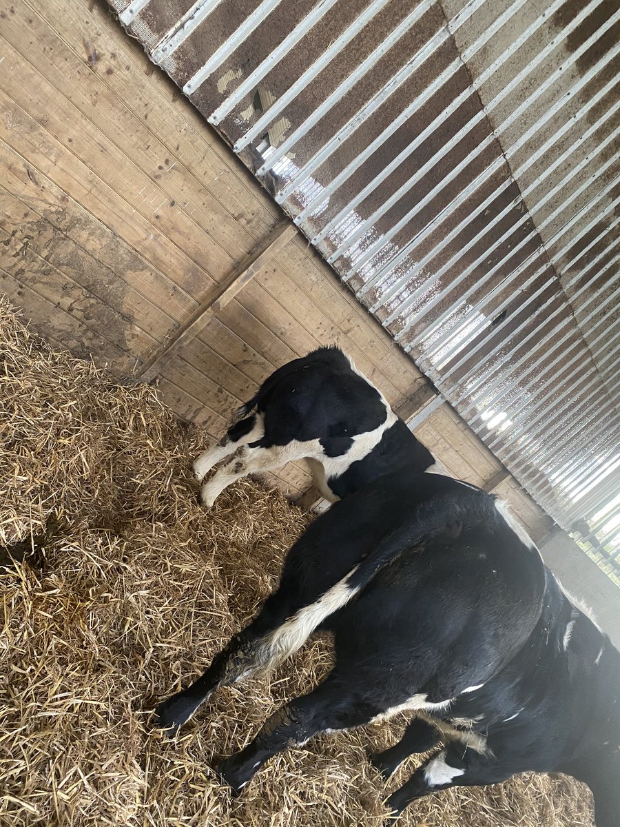 will__whiting's tweet image. 2 pedigree British blue heifers purchased from a top herd. #newadventure