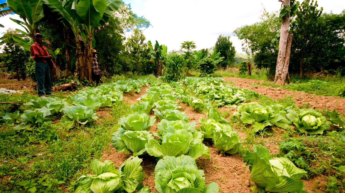 IFAD's tweet image. Healthy soils ➡️ healthy crops

Soil is full of microorganisms that are crucial to grow crops and food.

We need to be mindful of the invisible organisms and their ecosystem – not just today, but every day.

#WorldSoilDay🌱