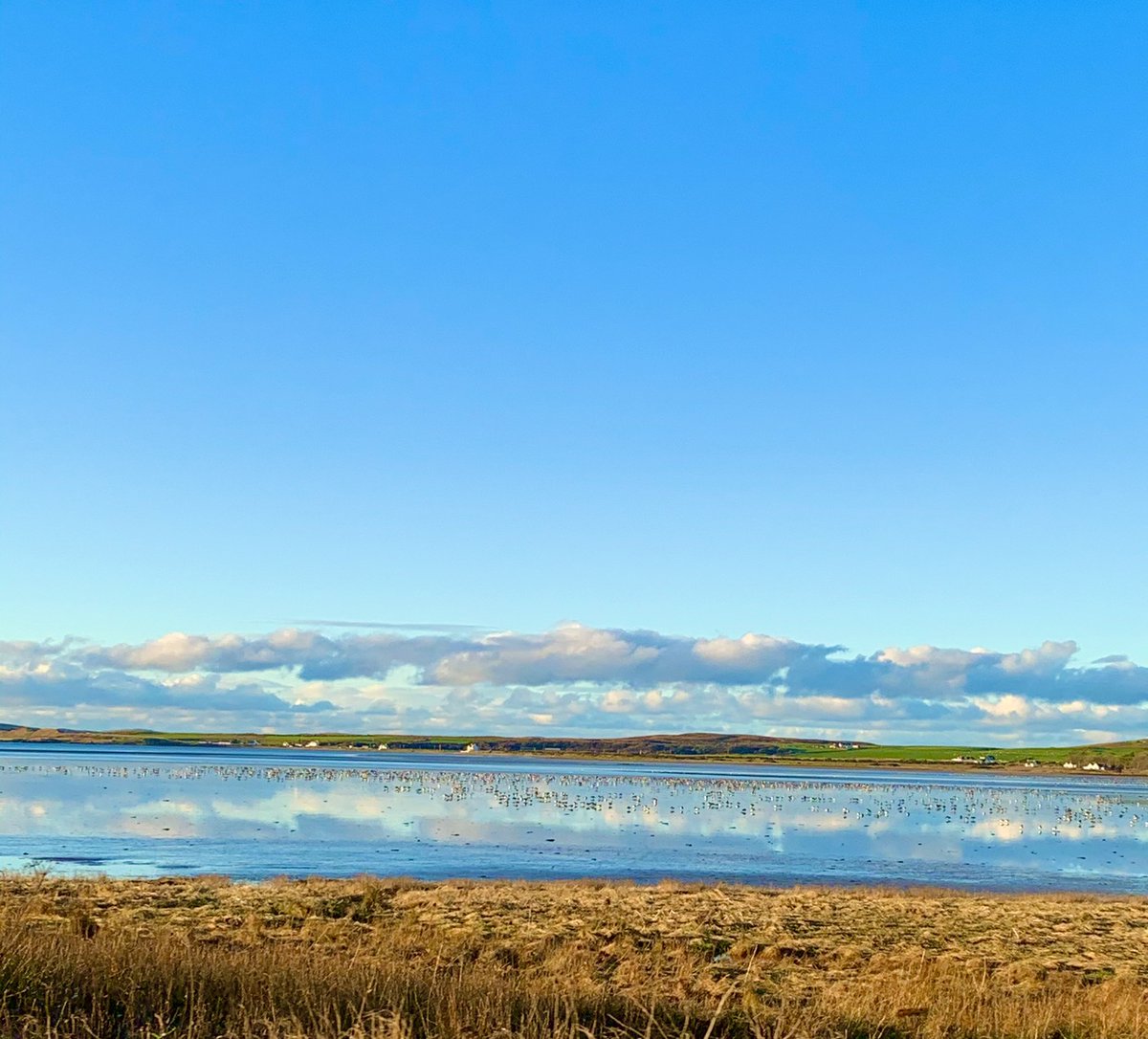 GlenegedaleH's tweet photo. It’s not hard to see why two thirds of the world’s population of geese decide to winter on @IslayandJura the sight and sound is magical even more so on a day life today. #birding #islay #wildlife #sunny #winter #thisisislay https://t.co/VjJRTrog3z