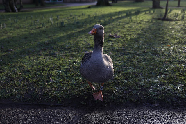 Duck of the day tweet media