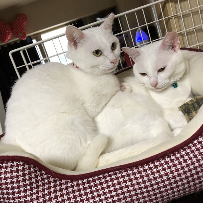 今日のネコチャン 