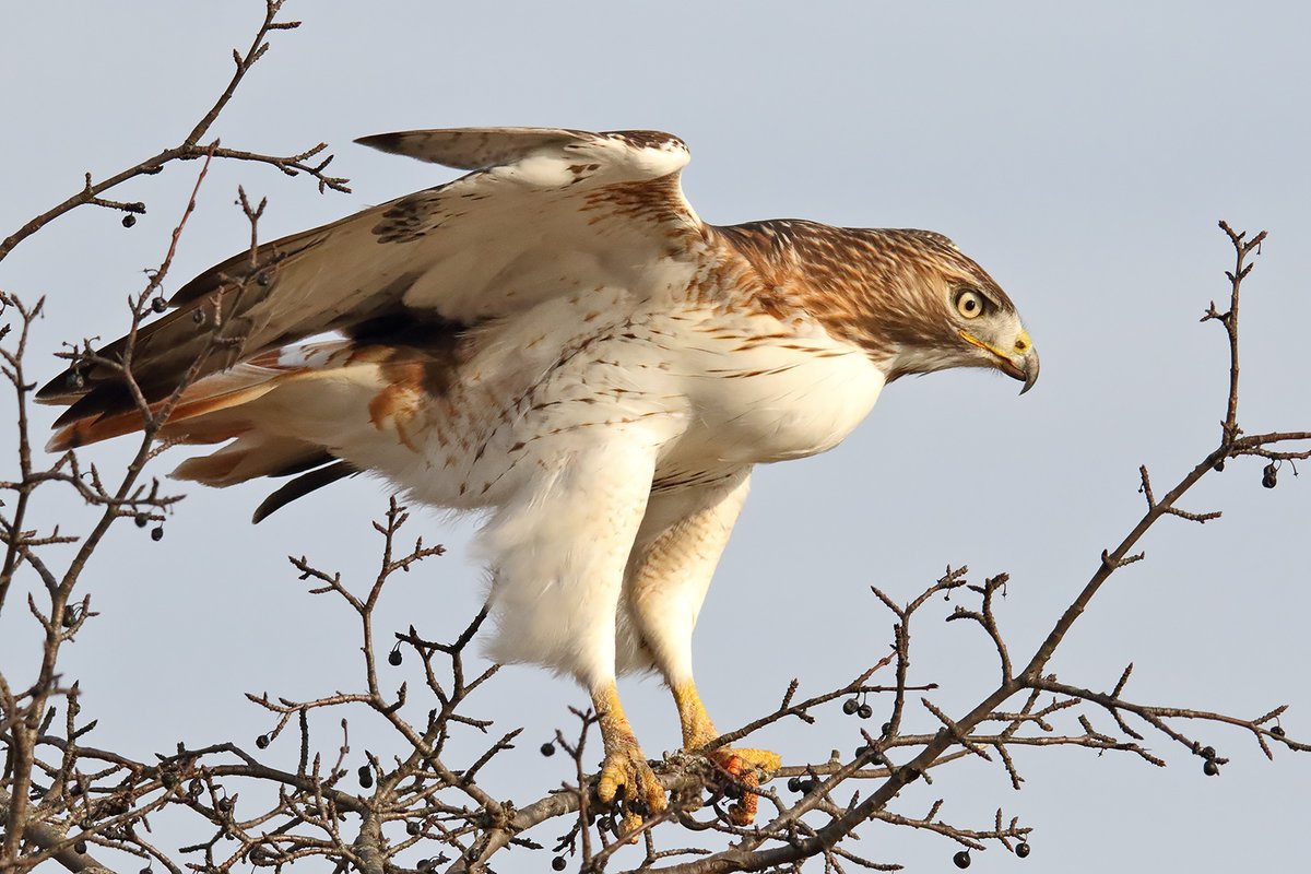 U S Fish And Wildlife Red Tailed Hawks Are Opportunistic Feeders Eating A Variety Of Rodents Birds Reptiles And Even Roadkill They Can Fly At Speeds Of More Than 55mph But They Re