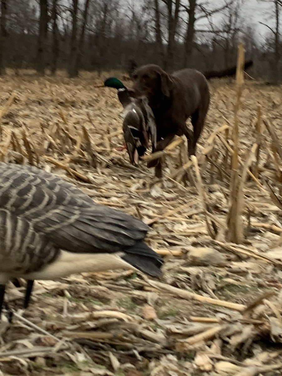 Little green in the field for the last weekend