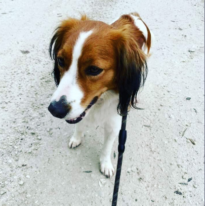 tamtamtech's tweet photo. Promenade minimaliste (plus il fait froid plus la longueur des balades est courte) #grrr #kooiker #kooikerhondje #dogsofinstagram https://t.co/AVYJQPR8RR