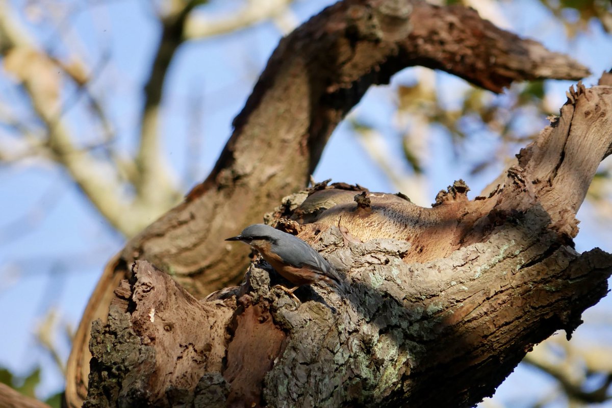 Nuthatch!
#OxleasWood #Plumstead #ShootersHill #SE18 #LondonBirds