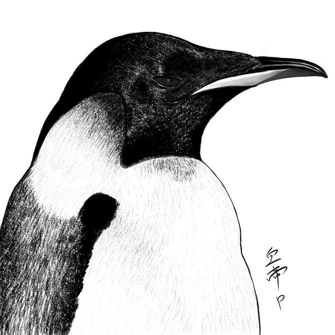 皇帝ペンギンのtwitterイラスト検索結果