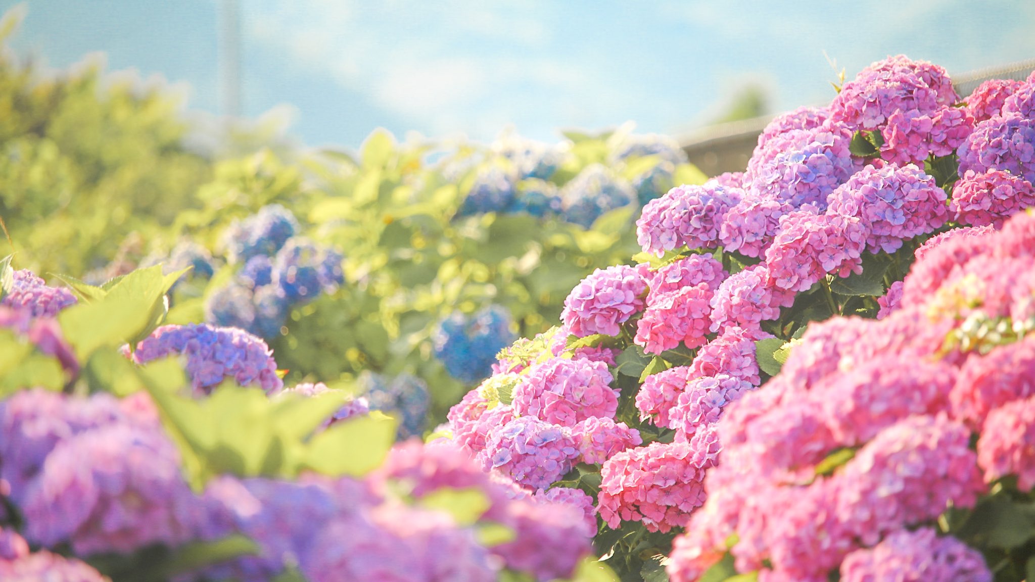 Mei 溢れんばかりの紫陽花たち これが私の代表作 T Co Voxwamgfzj Twitter