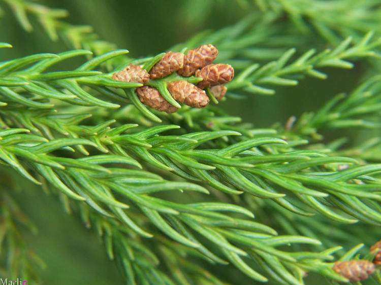 Scale-like leaves in opposite pairs (left) or in 3s at each node (skip down)Leaves 1 at each node and borne spirally (right) but often apparently 2-ranked (Taxodiaceae as was; next tweet).