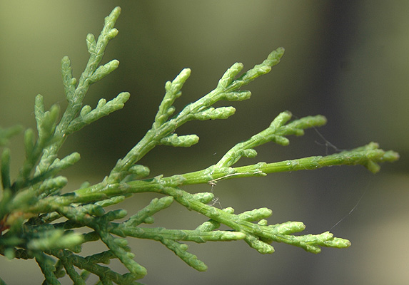 Buds with brown scales (left), and female cones with a free bract beneath the seed scale: Pinaceae (skip down)Buds without proper bud scales (right), female cones lacking free bracts: Cupressaceae (next tweet)