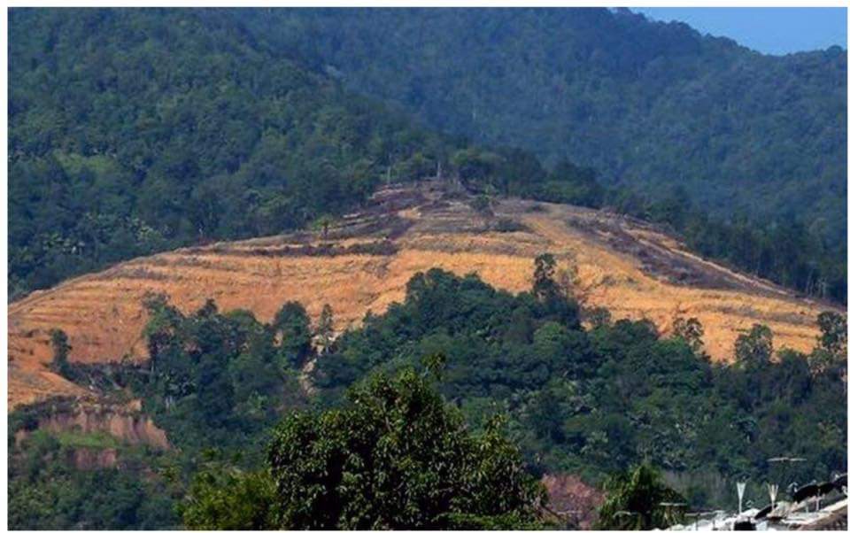 Permit pembangunan ladang hutan bersepah ditandatangani oleh YAB. 400 ekar satu syarikat tau. Alasan pembangunan tetapi rupanya balak.Mereka juga mencari syarikat yang sanggup bayar untuk permit keluarkan granit di Hutan Simpan Segari Melintang.