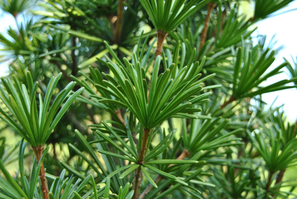 The first question hives off the very distinctive genus Sciadopitys with its whorls of thick needles at the nodes (left), and big (5-10cm) cones that look like they have a chrysalis resting in the joins (right)