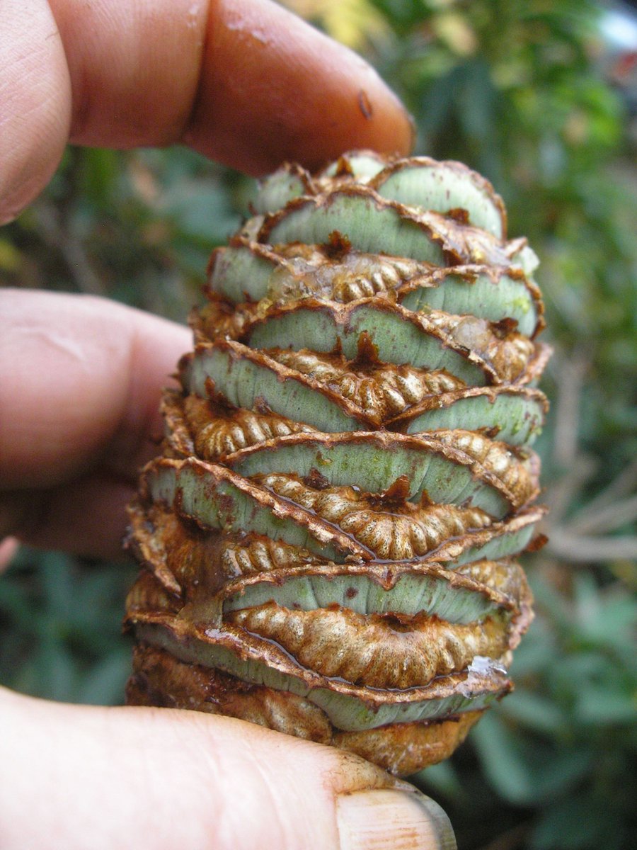 The first question hives off the very distinctive genus Sciadopitys with its whorls of thick needles at the nodes (left), and big (5-10cm) cones that look like they have a chrysalis resting in the joins (right)