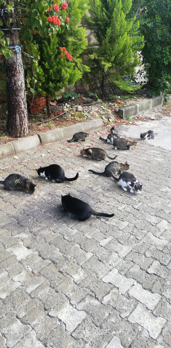 Candostlarımız bize emanet..
Akyaka Mahallemiz Azmak Nehrinde yaşamını sürdüren ördeklerimizin ve İlçemizde bulunan sokak hayvanlarımızın beslenmesini belediyemiz ekipleri düzenli olarak takip etmektedir.
#EvdeKalUla