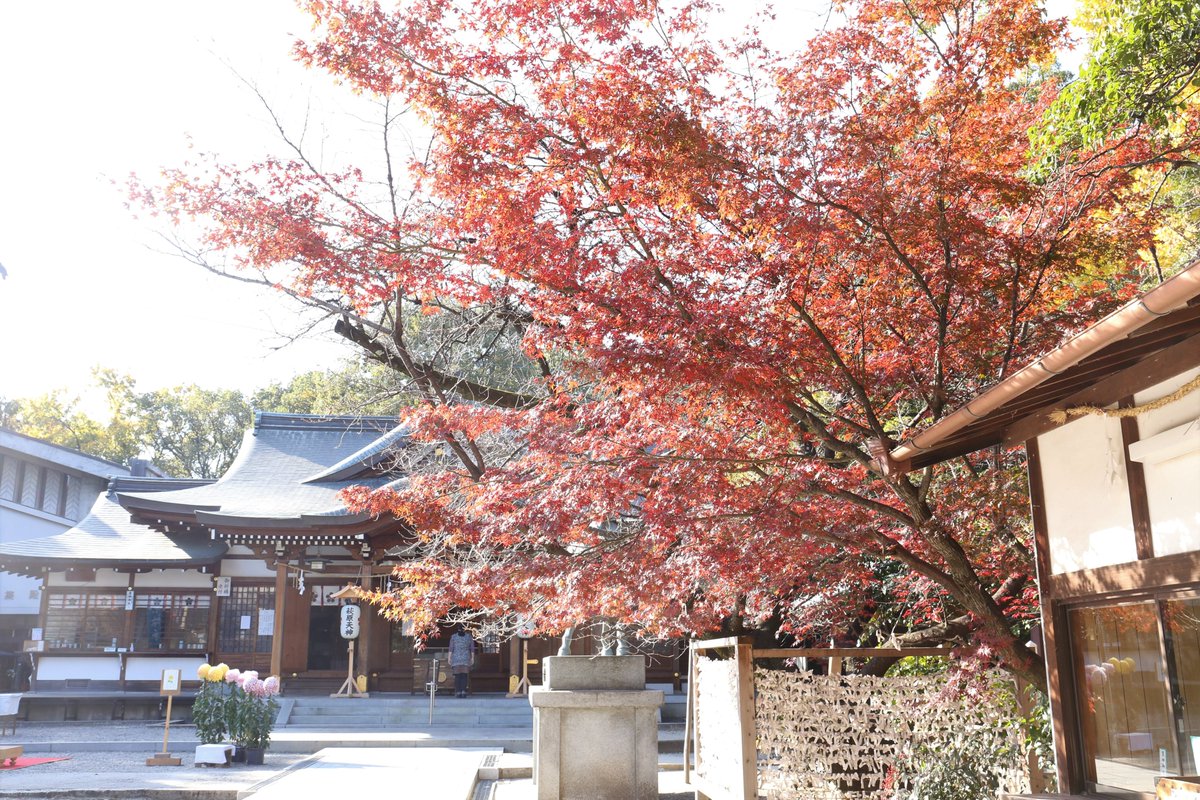 萩原神社 萩原天神 参道沿いのモミジが真っ赤に色づきました 明日も良いお天気になりそうです 紅葉 モミジ 晩秋 萩原天神 萩原神社 堺市 堺市東区 天神さん 菅原道真公 神社