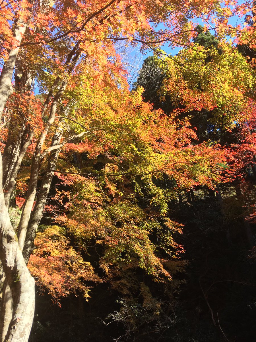 くらがり渓谷紅葉まつり