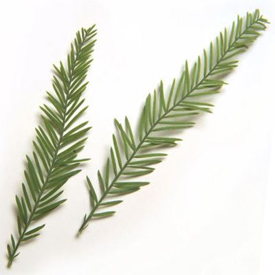 Next, measure the width of the needle-like leaves; if they are close to 1mm wide you have Taxodium. The leafy shoots should look tapered from base to apex (left). Broader needles (< 1cm) is something else (next tweet). The cones are almost spherical and lumpy (right)