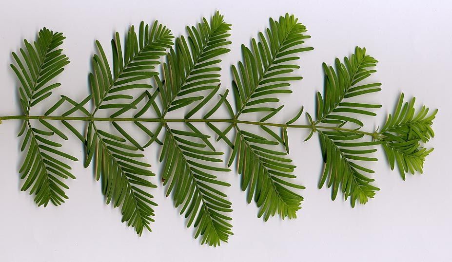 The next question's easy: do you have Sequoia (dark green & evergreen, left) or Metasequoia (pale green and deciduous, right)? The latter is the common tree in modern up-market street planting like Canary Wharf and Kensington Olympia. The leafy shoots look as if they're opposite