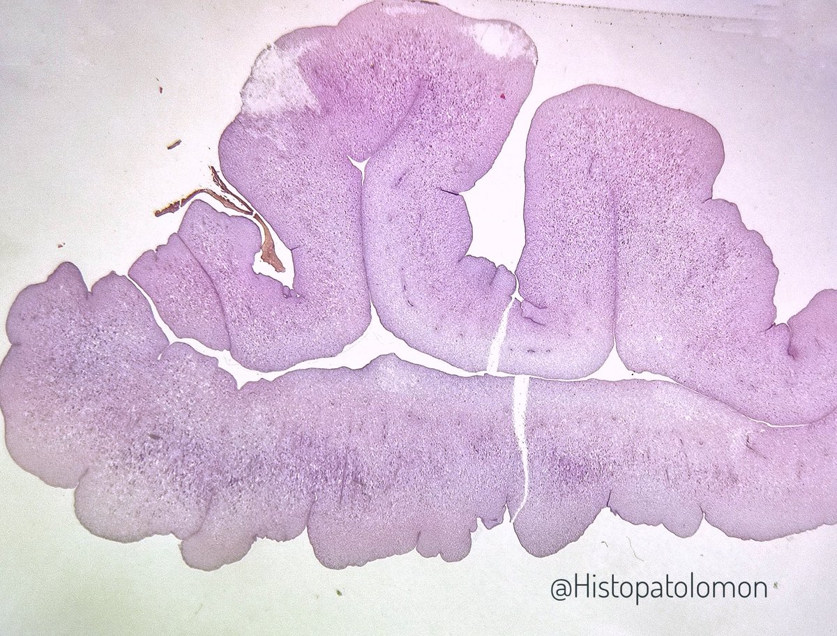 Weekend of plants. I ask you what is this? First clue: many parties are held in relation to this.  #plant  #weekendplant  #plantpuzzle  @oreoimc  @gonzadetoro  @ijexpafo  @IR_AMauntie  @HENRYY_MD  @edusqo  @kis_lorand  @Alipathy  @lara_pijuan  @martiponi  @nucleololailo  @anateruel2  #fruit