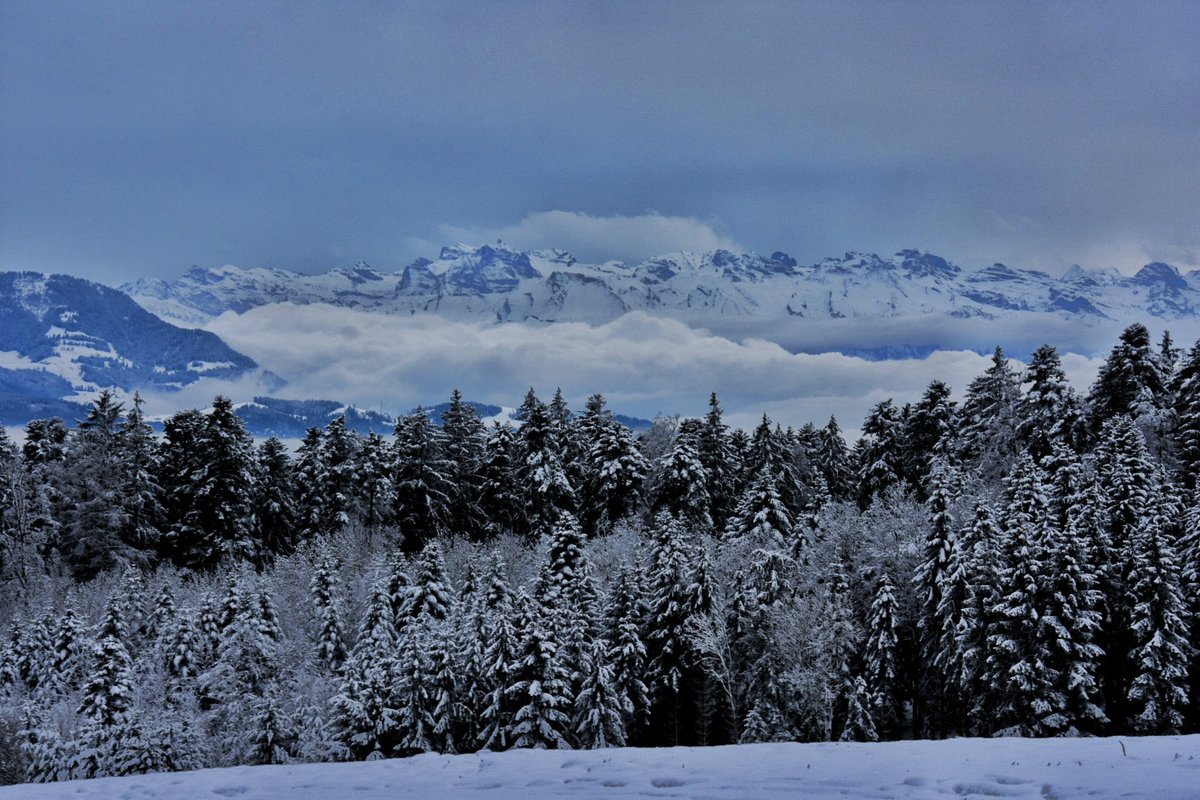 littleswisslady's tweet photo. #täglicheWunder💛
#horben
#miniHeimat https://t.co/eVqxZWmaq1