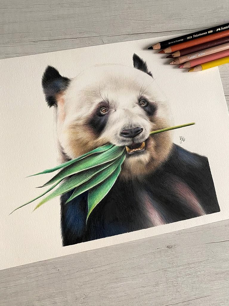 How much are cute pandas? 🐼🥰
The portrait is completed!
🎨 Colored pencils, 9.5"x12", on Fabriano Artistico hot pressed paper.
📸 Reference photo: <a href="/unsplash/">Unsplash</a> 

#wildlifeart #original #commissionsopen #panda #coloredpencils #art #artwork
