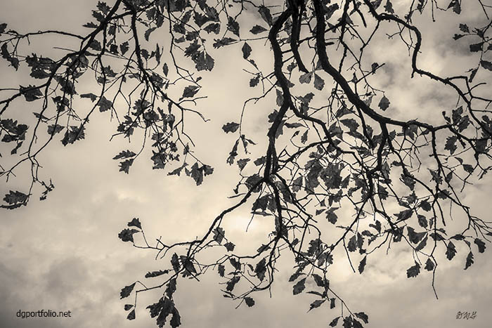 1-david-gordon.pixels.com/featured/autum… #artforsale #prints #wallart #homedecor #DaveGordon