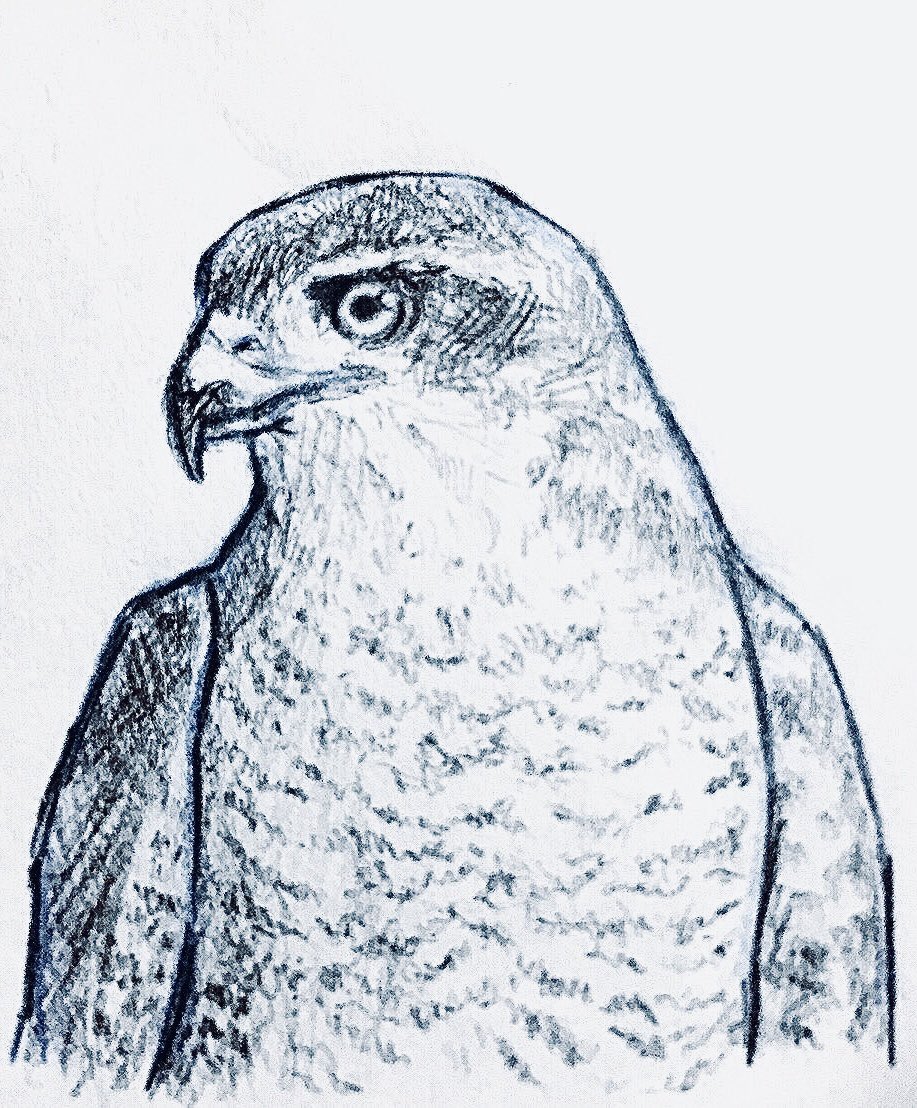 観察しながら描いた花とか鷹とかカブトムシとか彼岸花の描き方とか とり 命 の漫画