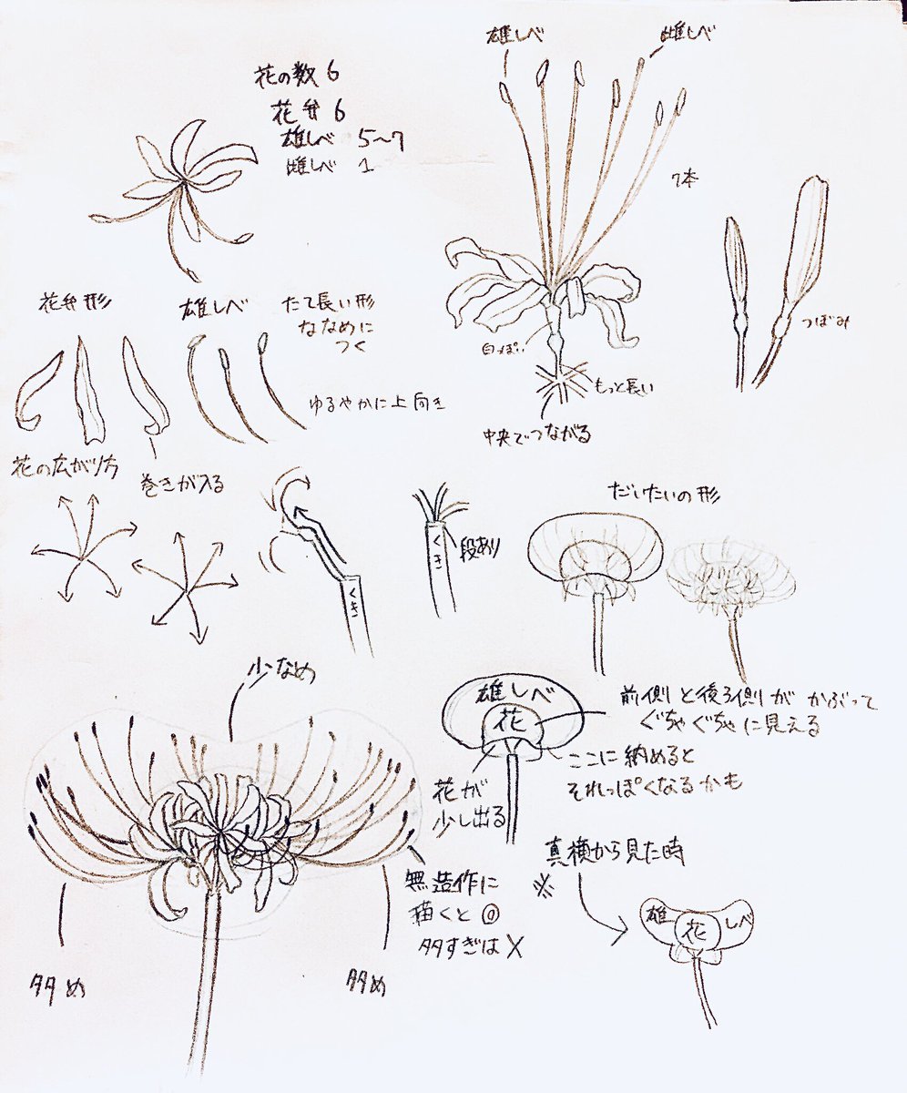 観察しながら描いた花とか鷹とかカブトムシとか彼岸花の描き方とか とり 命 の漫画