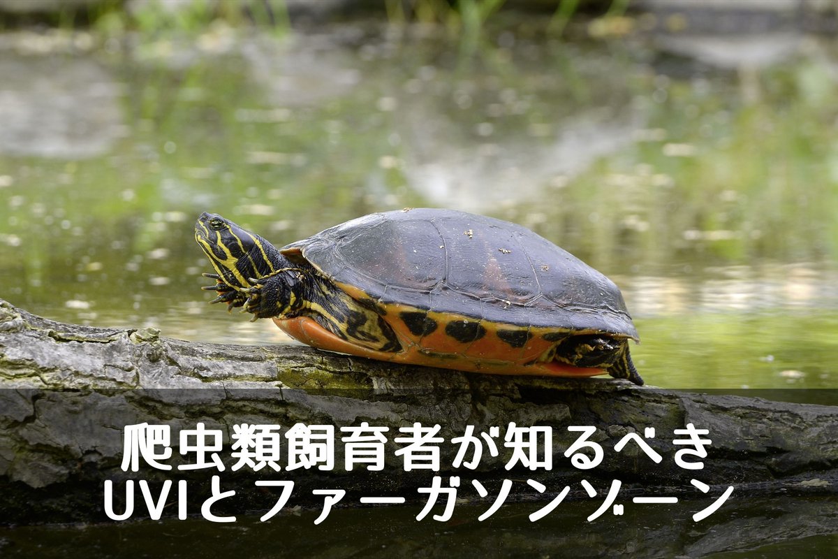 K Ki Aquaturtlium Aquaturtlium Twitter K Ki Aquaturtlium Aquaturtlium Twitter