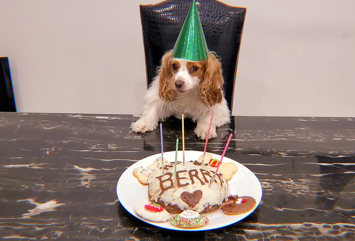 skzshots's tweet photo. happy 5th birthday, bangberry! 🐶 https://t.co/1MYme6eZEk