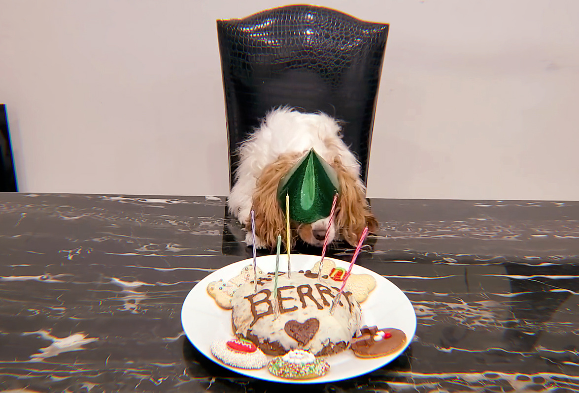 skzshots's tweet photo. happy 5th birthday, bangberry! 🐶 https://t.co/1MYme6eZEk