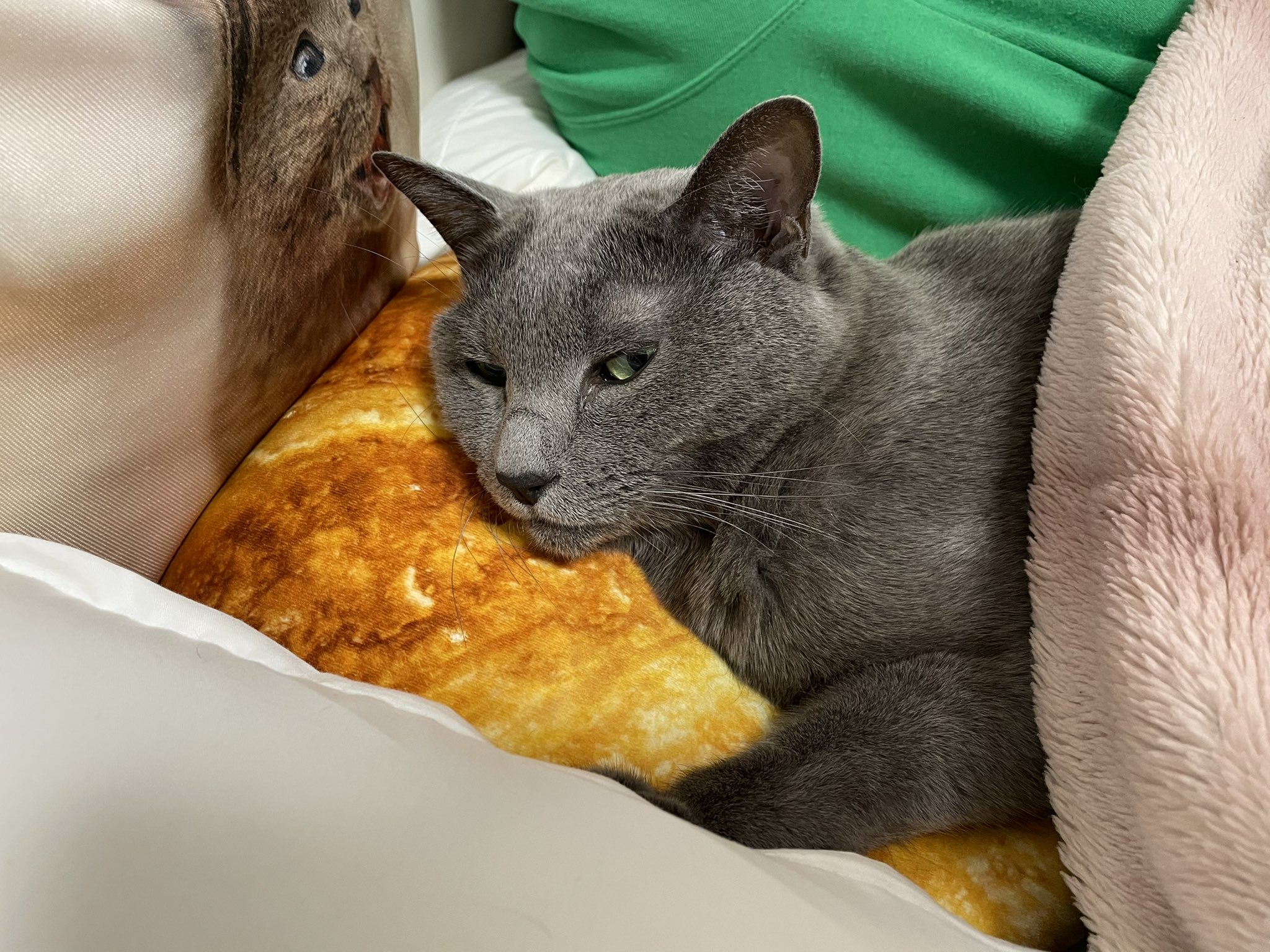 Akr 飼い主が猫初心者だったばかりに 寝るときはお布団やタオルケットをかける というとても人間ぽい文化に染まってしまった可能性があるねこの絵日記 ろんの絵日記 T Co Hynwfvrzyb Twitter