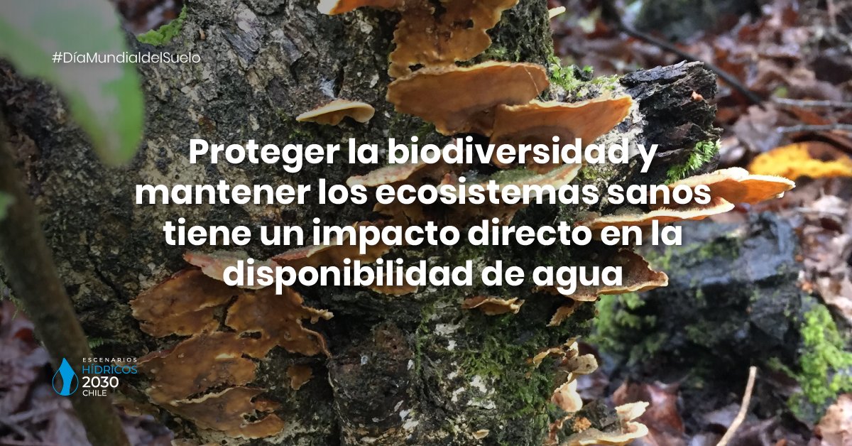 El suelo tiene un rol clave ante la mitigación y adaptación al cambio climático, y una relevante función en el ciclo del agua, tanto en su filtrado como en su almacenamiento. #DíaMundialdelSuelo