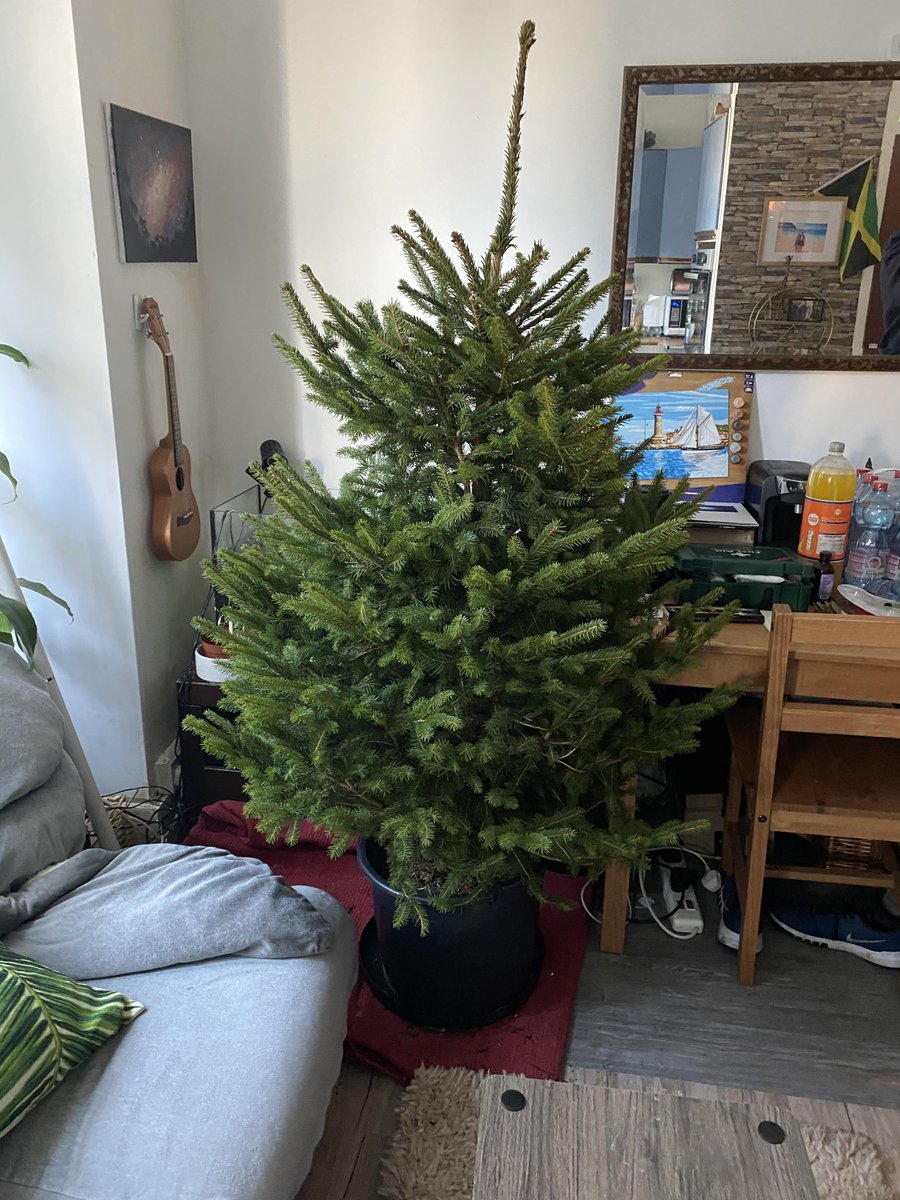 🎄🎄Not academia related but I'm way too hyped about this sustainable Xmas gem🎄🎄

London Christmas Tree Rental lets you RENT a tree in a pot. In Jan he goes back to live on a farm (can get the same one back next year).When he reaches 7ft he "retires" &amp; gets planted in a forest.