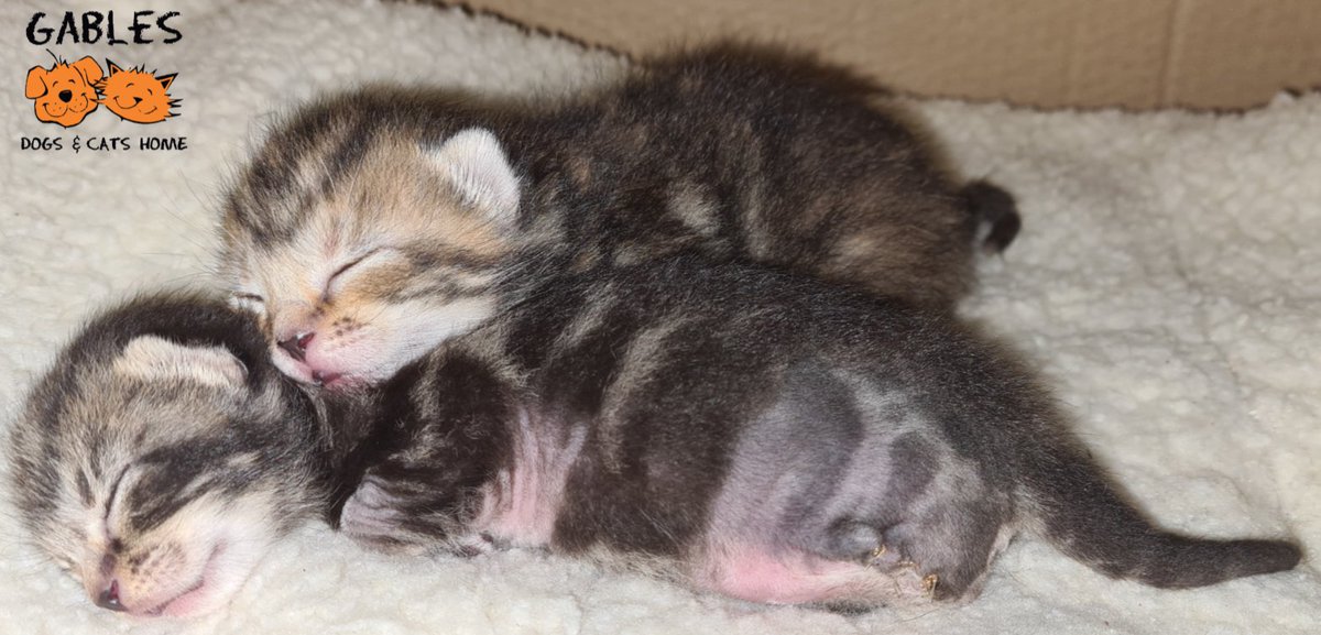 Gablesdogscats's tweet photo. Please help Unsteady Eddie?
This 4 day old #kitten had such a deformed leg it had to be amputated! With your help he will have a long &amp; happy life.
#please donate to his #appeal, call 01752 331602 or visit https://t.co/x4nKdzxtyd to read more &amp; #donate online. #thanku #Plymouth https://t.co/rOLWSq0VBL